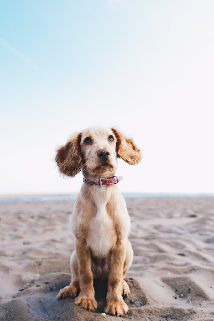 dogs life vie de chien