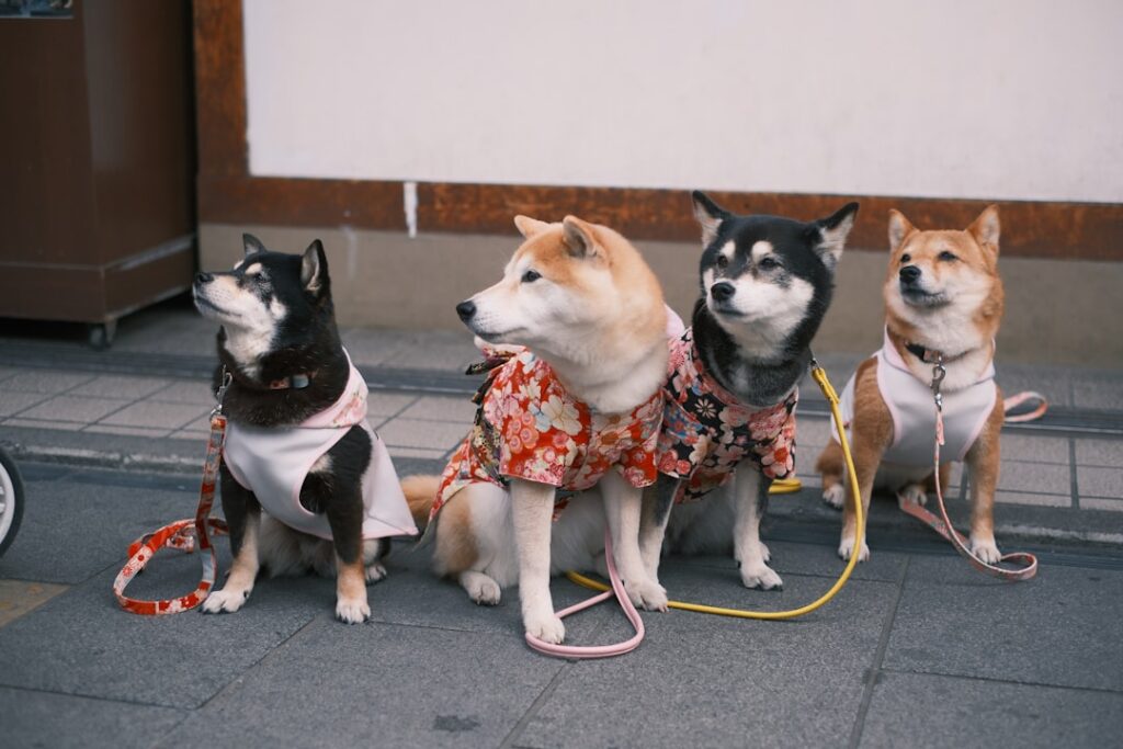découvrez les meilleurs conseils pour vivre harmonieusement avec votre chien en appartement. apprenez à choisir la race idéale, à aménager votre espace et à respecter le bien-être de votre compagnon à quatre pattes tout en profitant d'une vie citadine.