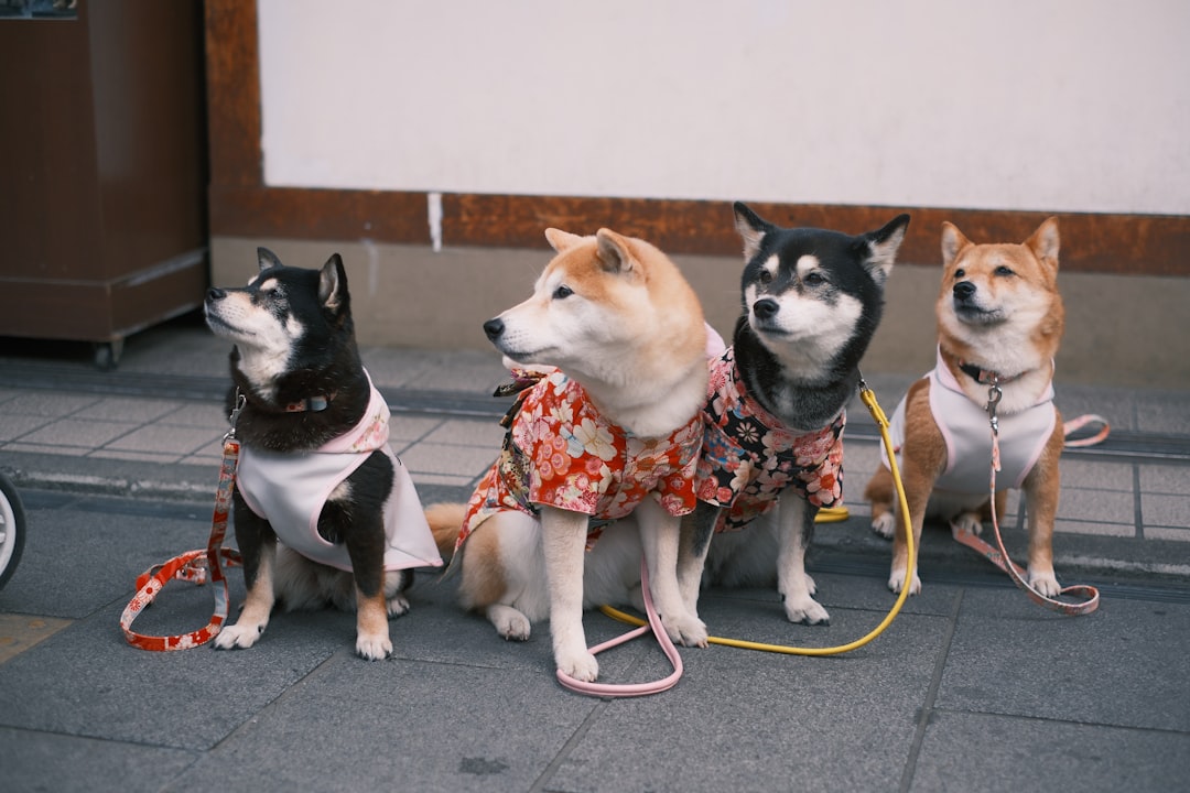 découvrez les meilleurs conseils pour vivre harmonieusement avec votre chien en appartement. apprenez à choisir la race idéale, à aménager votre espace et à respecter le bien-être de votre compagnon à quatre pattes tout en profitant d'une vie citadine.