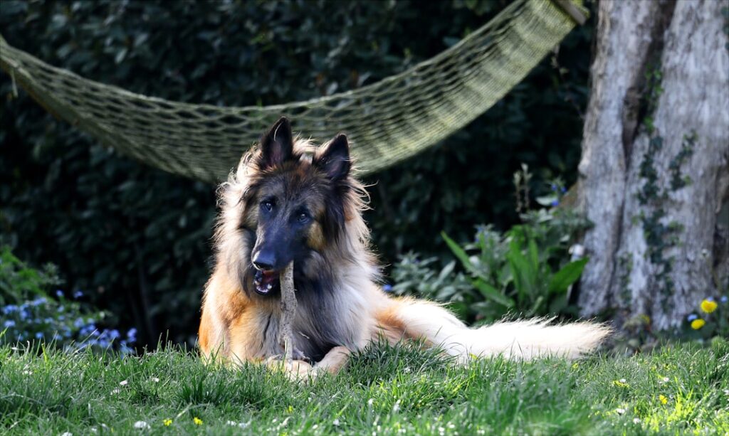 découvrez les différentes races de chiens, leurs caractéristiques, comportements et conseils d'entretien. parfait pour les passionnés d'animaux et ceux qui envisagent d'adopter un compagnon à quatre pattes.