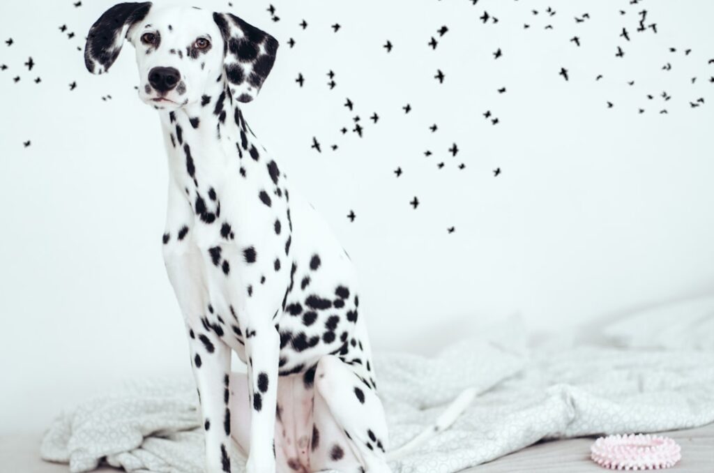 découvrez notre sélection de noms pour chiens, des idées originales et amusantes pour vous aider à trouver le prénom parfait pour votre compagnon à quatre pattes. que vous préfériez des noms classiques, modernes ou inspirés de la culture pop, nous avons ce qu'il vous faut !