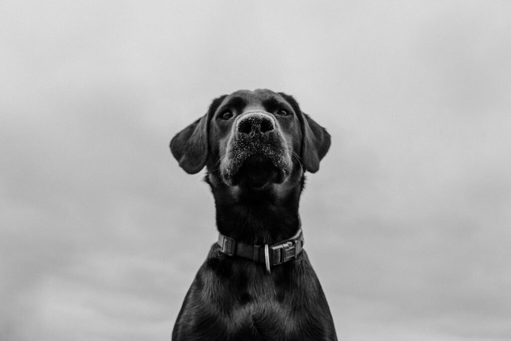 découvrez une sélection unique de noms pour chiens adaptés à toutes les personnalités et races. que vous soyez à la recherche d'un nom classique, original ou inspiré par la culture populaire, trouvez le prénom idéal pour votre fidèle compagnon.