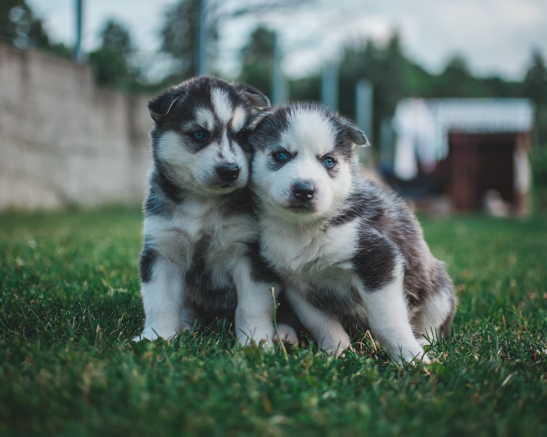 découvrez des milliers de noms originaux et créatifs pour votre chien. que vous ayez un chiot ou un chien adulte, trouvez le nom parfait qui correspond à la personnalité de votre compagnon à quatre pattes.