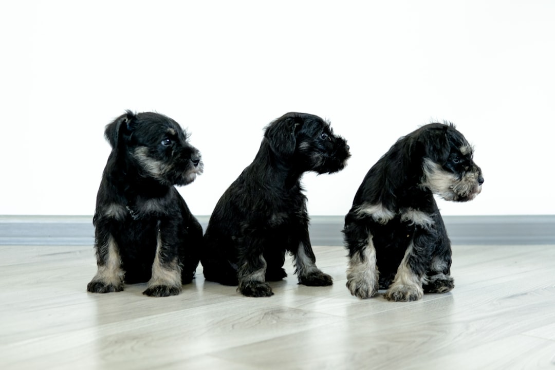 découvrez notre guide complet sur les noms de chiens ! trouvez des idées de noms uniques et amusants pour votre compagnon à quatre pattes, que ce soit un jeune chiot ou un chien adulte. inspirez-vous des tendances, des noms populaires et des suggestions thématiques pour donner à votre chien un nom qui lui correspond parfaitement.