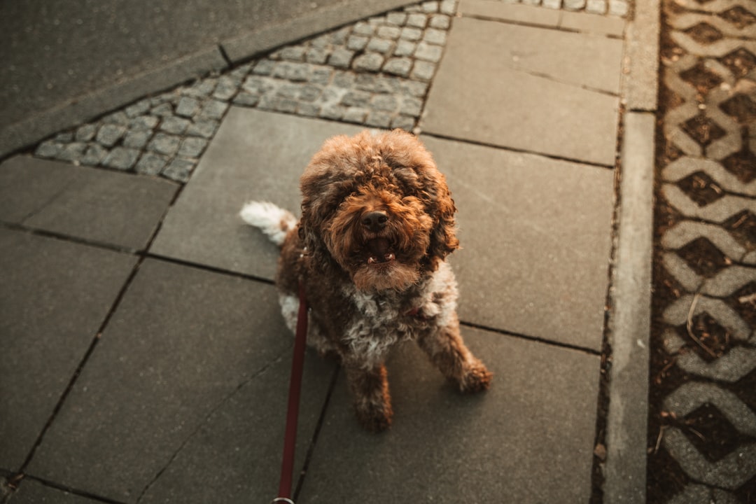 découvrez des idées de noms pour chiens qui conviennent à toutes les personnalités et races. que vous cherchiez un nom mignon, unique ou inspiré par la culture pop, trouvez le prénom parfait pour votre compagnon à quatre pattes ici.