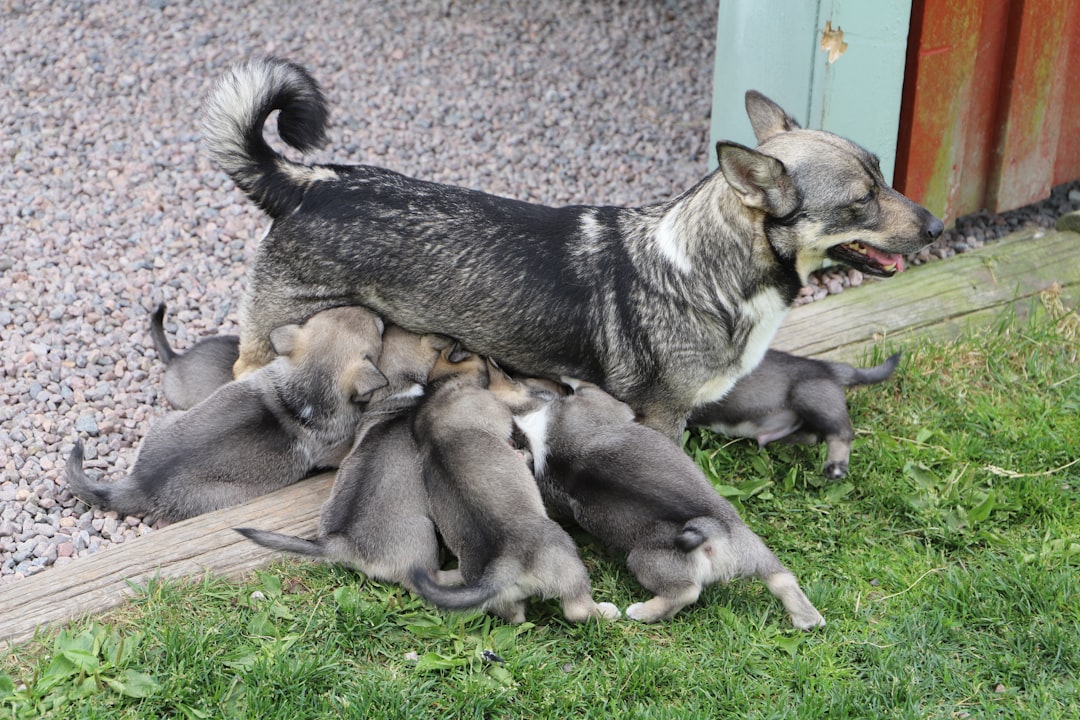 découvrez tout ce qu'il faut savoir sur la grossesse canine : les étapes de la gestation, les soins à apporter à votre chienne et les conseils pour une mise bas réussie. informez-vous sur la santé et le bien-être de votre futur petit compagnon.
