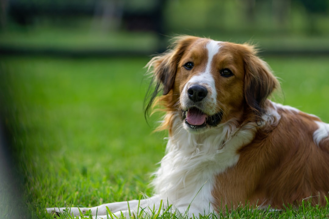 découvrez nos services de dog sitting pour prendre soin de votre compagnon à quatre pattes pendant vos absences. avec des gardiens expérimentés et passionnés, offrez à votre chien une expérience de garde confortable et sécurisée. réservez dès maintenant pour une tranquillité d'esprit pendant vos déplacements.