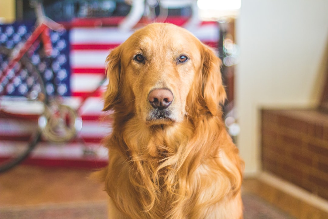 découvrez tout sur les chiens : conseils d'éducation, soins, races variées et bien-être. votre guide complet pour comprendre et chérir votre compagnon canin.