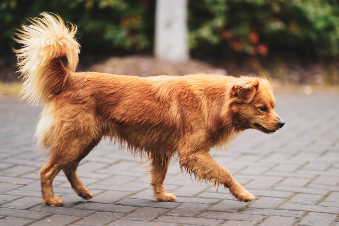 découvrez le monde fascinant des chiens sans poils, des compagnons uniques qui allient charme et douceur. apprenez-en davantage sur leurs caractéristiques, leurs soins spécifiques et les races populaires comme le chien nu du mexique ou le chien chinois à crête, parfaits pour les amoureux des animaux.