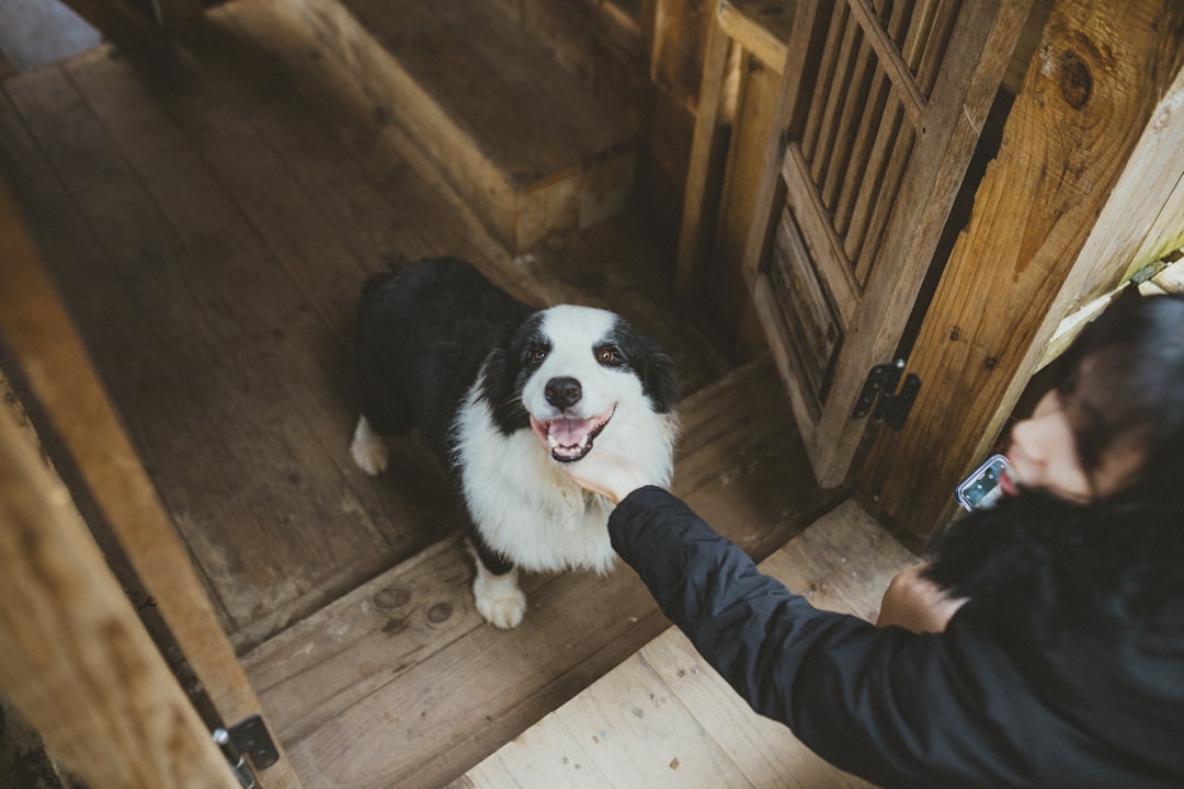découvrez notre programme d'adoption de grands chiens ! offrez une nouvelle vie à un compagnon fidèle et affectueux. nos grands chiens, issus de divers refuges, sont prêts à trouver un foyer aimant. rejoignez-nous pour faire la différence et accueillir un ami à quatre pattes dans votre famille.