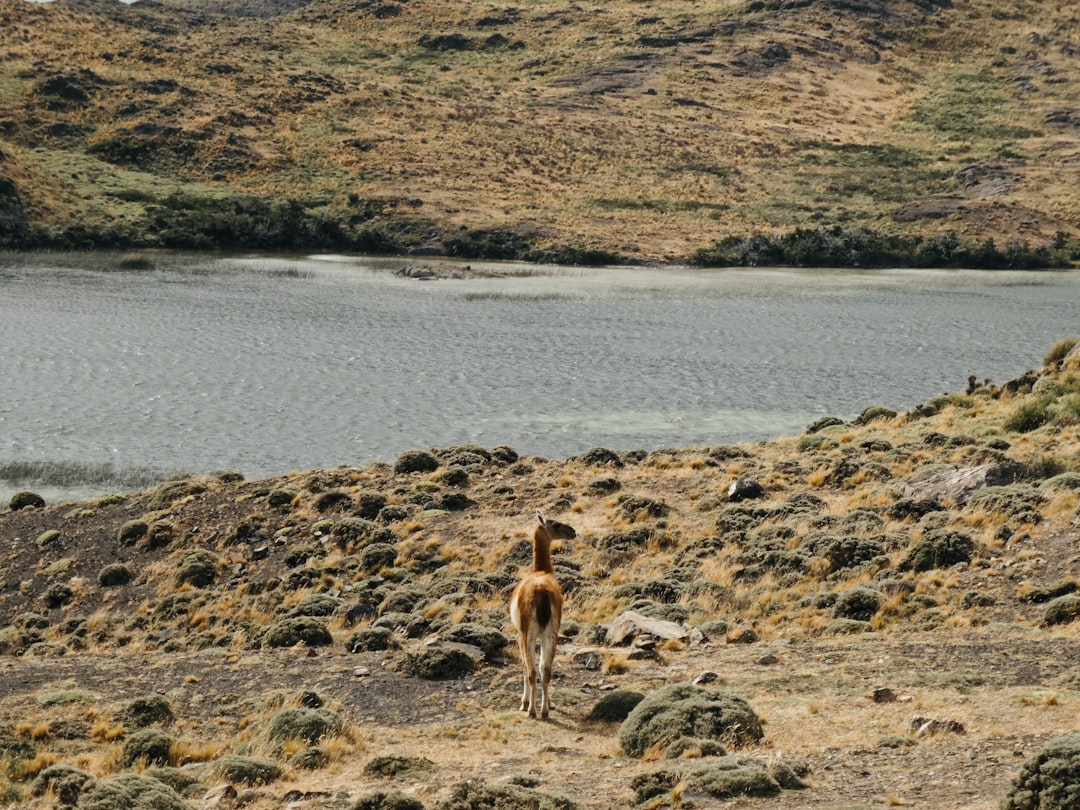 découvrez le pyrenean mastiff, un chien majestueux originaire des pyrénées. connue pour sa fidélité et sa force, cette race est idéale pour la protection et l'accompagnement des troupeaux. apprenez-en plus sur ses caractéristiques, son tempérament et ses besoins spécifiques.