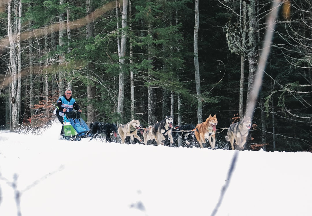 découvrez l'univers fascinant des chiens de traîneau : une aventure unique à travers les paysages glacés, leur entraînement, leurs races et tout ce qui fait de ces compagnons à quatre pattes des athlètes hors pair. plongez dans la passion des mushers et vivez des expériences inoubliables au cœur de la nature.