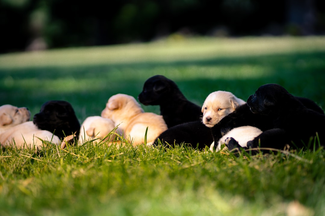 découvrez tout ce qu'il faut savoir sur l'élevage canin : conseils pour bien débuter, sélection des reproducteurs, gestion de la santé et du bien-être des chiots, législation et bonnes pratiques pour des portées responsables.