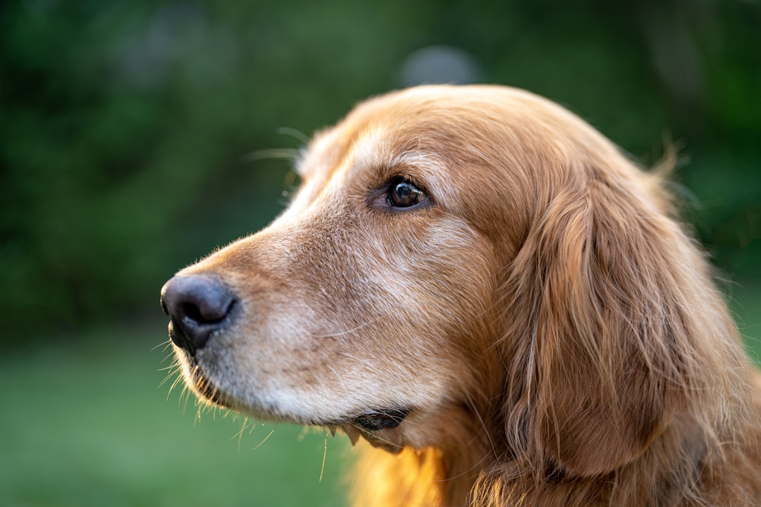 découvrez les causes, symptômes et traitements de la conjonctivite canine. informez-vous sur la prévention et les soins pour préserver la santé oculaire de votre chien.