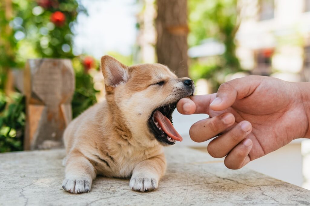 découvrez les causes, symptômes et traitements de l’eczéma chez le chien. conseils vétérinaires pour soulager les démangeaisons et améliorer le bien-être de votre animal.