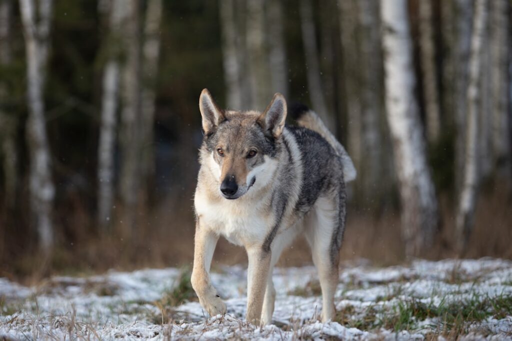 découvrez le chien-loup tchécoslovaque, une race fascinante alliant beauté et intelligence. apprenez-en plus sur ses origines, son tempérament et ses besoins spécifiques. idéal pour les amateurs de nature et de randonnée, ce compagnon unique saura vous séduire par son élégance et sa loyauté.