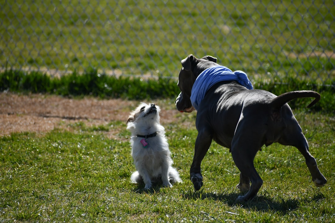 découvrez comment adopter un chien facilement : conseils pratiques, démarches à suivre et bienfaits de l’adoption canine pour trouver le compagnon parfait.