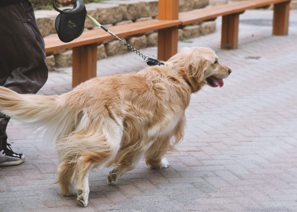 découvrez notre sélection de sacs de transport pour chien confortables et sécurisés. idéal pour voyager, promener ou transporter votre chien partout avec style et praticité.