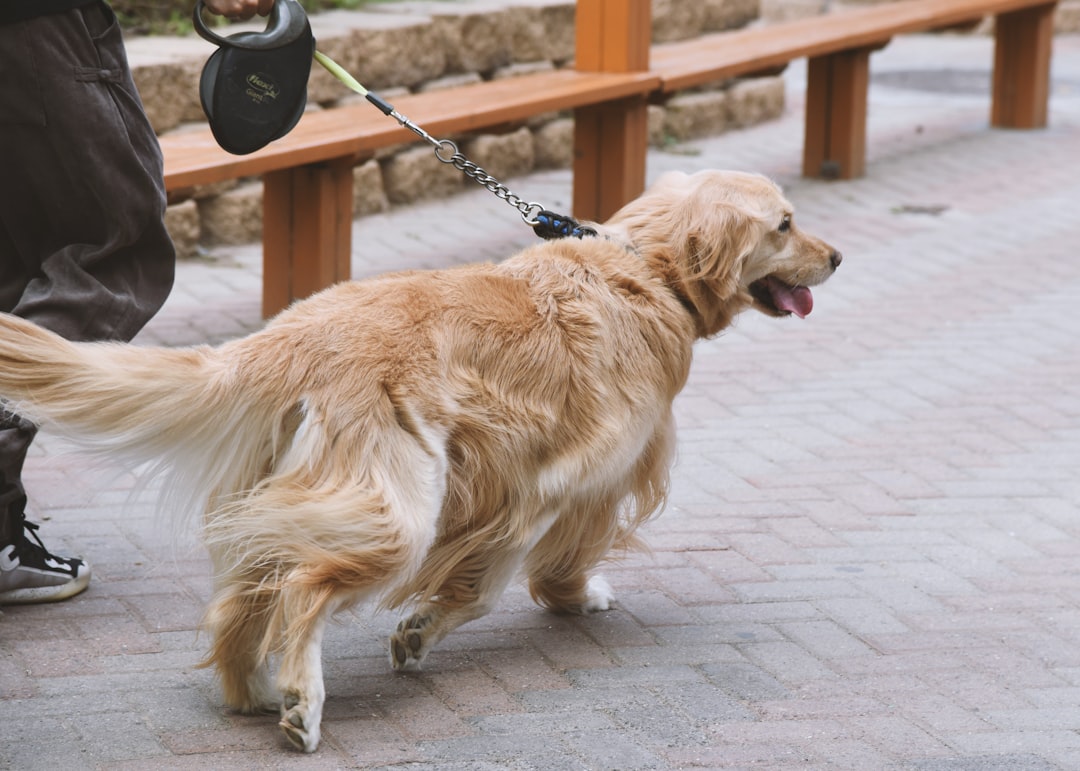 découvrez notre sélection de sacs de transport pour chien confortables et sécurisés. idéal pour voyager, promener ou transporter votre chien partout avec style et praticité.