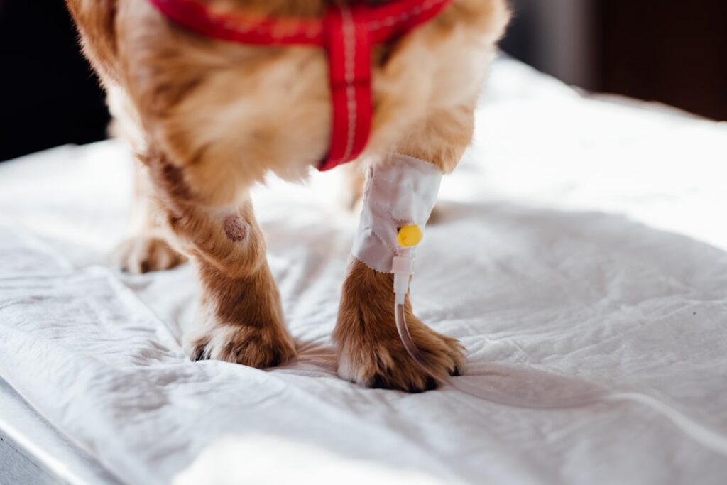 découvrez tout ce qu’il faut savoir sur la castration des chiens : procédure, avantages, risques et conseils pour prendre soin de votre animal après l’intervention.