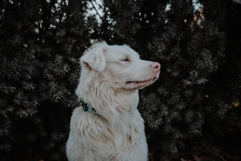 découvrez une liste originale de noms pour chiens afin de trouver le prénom idéal pour votre compagnon à quatre pattes. inspirations classiques et tendances adaptées à toutes les races.