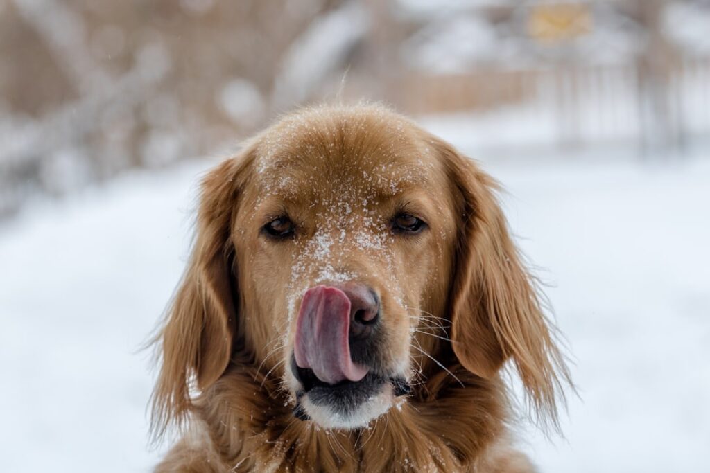 découvrez tout ce qu'il faut savoir sur la température normale d'un chien, comment la mesurer et reconnaître les signes de fièvre ou d'hypothermie pour assurer la santé de votre compagnon à quatre pattes.