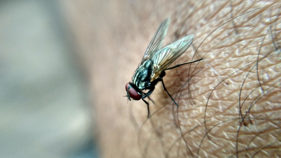 découvrez notre comprimé antipuce et antitique efficace pour protéger votre animal de compagnie contre les infestations de puces et de tiques. solution pratique, rapide et sûre.