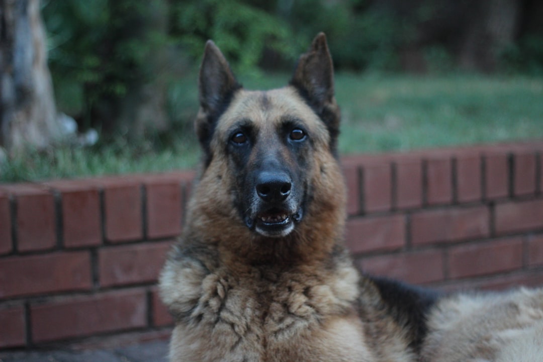 découvrez l'histoire fascinante du chien le plus vieux au monde, ses exploits, sa longévité impressionnante et les soins qui lui ont permis de vivre aussi longtemps. plongez dans l'univers des animaux de compagnie et apprenez les secrets pour prolonger la vie de votre fidèle compagnon.