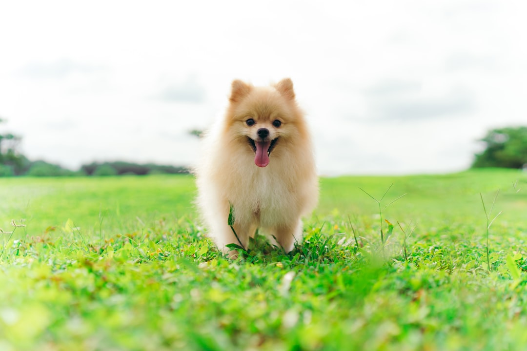 découvrez le chien pomeranian : une petite boule de poils vive et affectueuse, idéale pour la vie en appartement. conseils, caractéristiques et astuces pour bien s'en occuper.