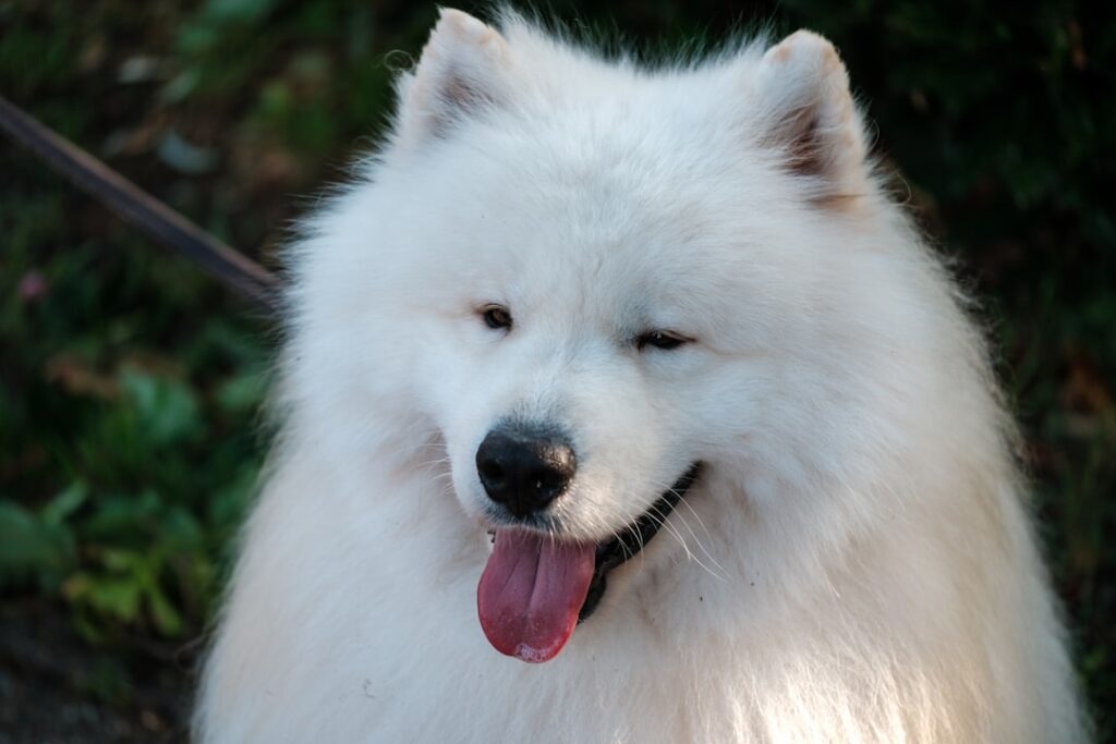 découvrez le samoyède, cette race de chien au pelage blanc éclatant et au sourire irrésistible. compagnon idéal pour les familles, il est connu pour son caractère amical, sa loyauté et son énergie débordante. apprenez-en plus sur ses origines, ses besoins en exercice et ses soins spécifiques pour offrir à votre samoyède la vie épanouie qu'il mérite.