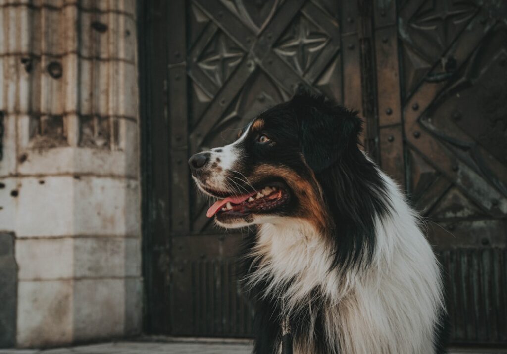 découvrez tout sur les chiens tibétains : leurs origines, caractéristiques uniques, conseils d’élevage et meilleures races pour la famille. adoptez un compagnon fidèle et majestueux !