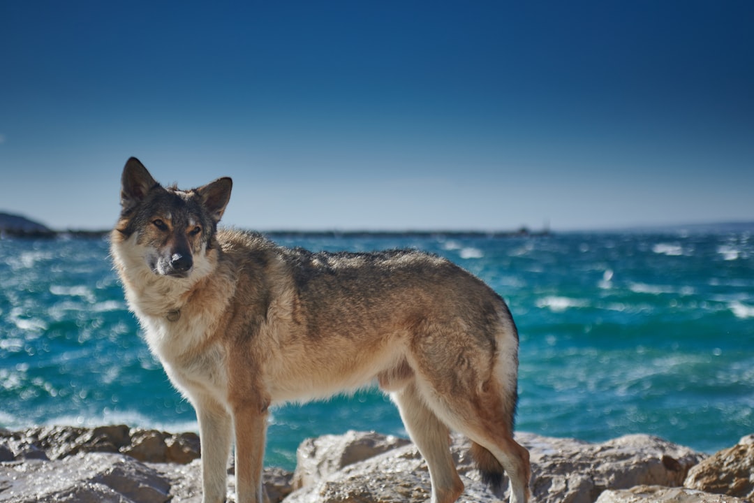 découvrez tout sur le wolfdog, un chien hybride fascinant issu du croisement entre un loup et un chien domestique : caractéristiques, comportement, conseils d'éducation et législation.