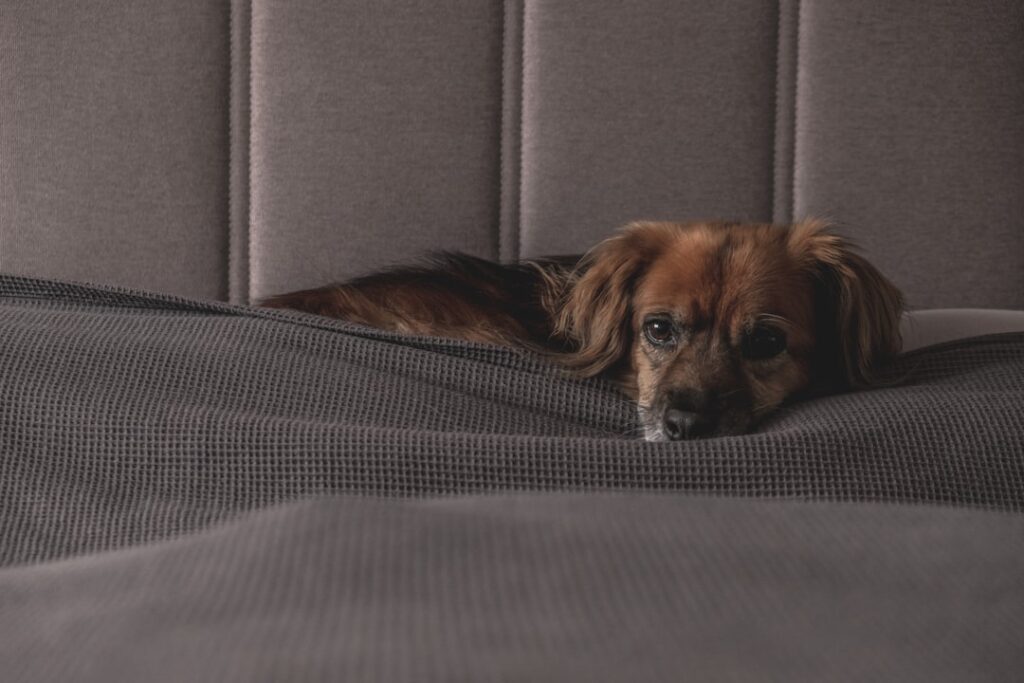 découvrez les causes, symptômes et solutions pour l'anxiété chez le chien. apprenez à reconnaître le stress canin et à aider votre animal à se sentir mieux au quotidien.