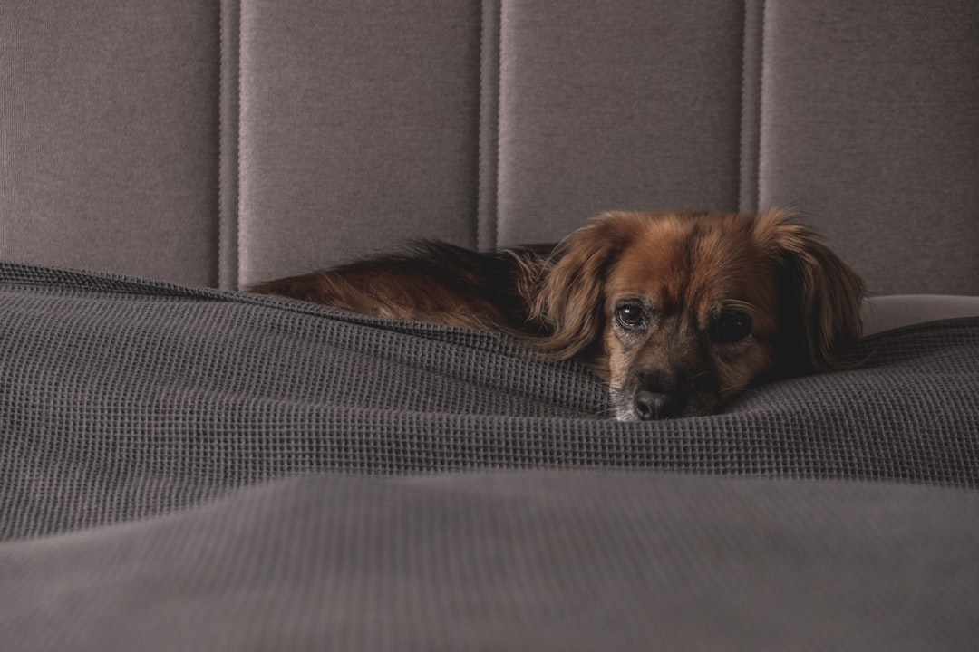découvrez les causes, symptômes et solutions pour l'anxiété chez le chien. apprenez à reconnaître le stress canin et à aider votre animal à se sentir mieux au quotidien.