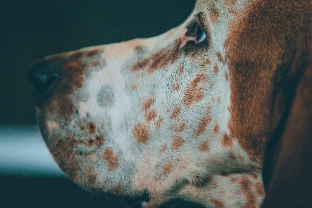 découvrez les principales maladies de la peau chez le chien : symptômes, causes, prévention et traitements pour assurer la santé et le bien-être de votre animal.