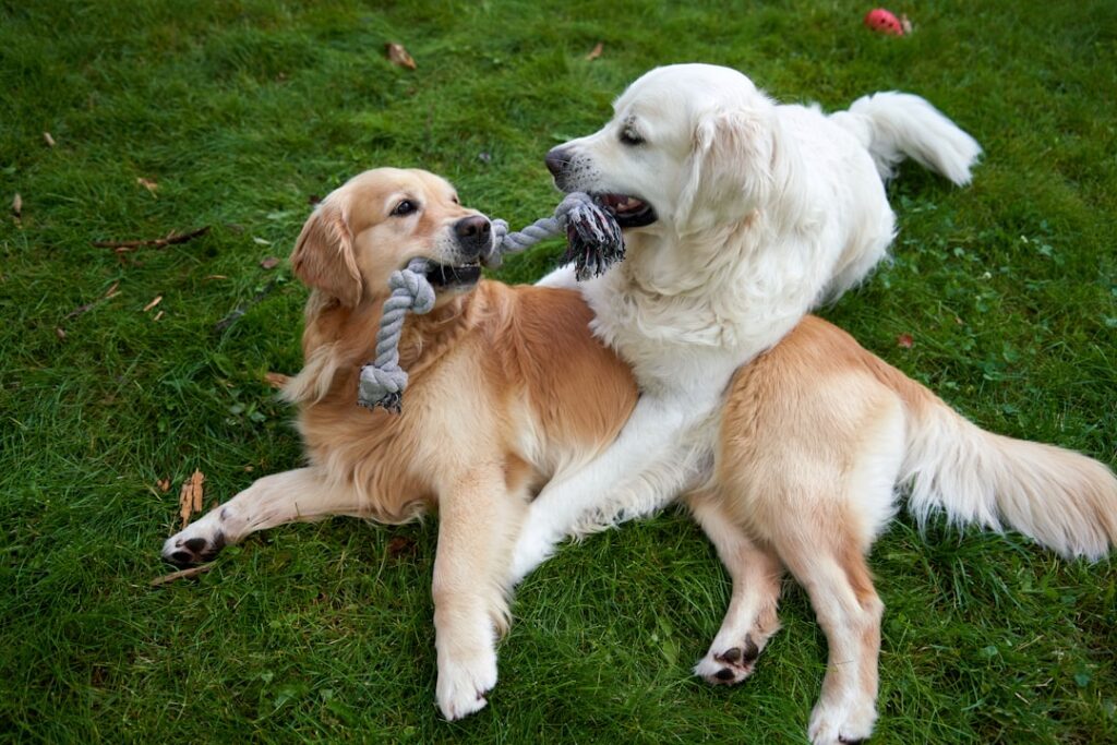 trouvez un dog-sitter de confiance près de chez vous pour garder et promener votre chien en toute sérénité. des passionnés au service du bien-être de vos compagnons à quatre pattes !