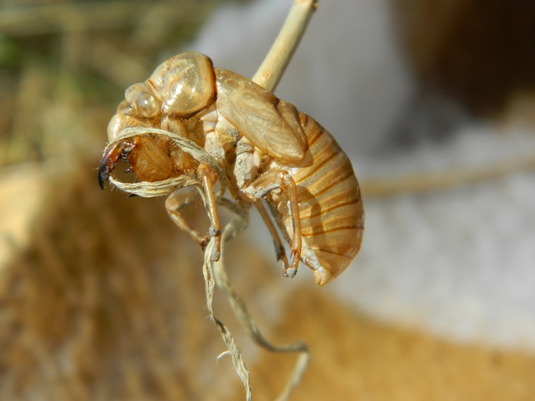 découvrez des solutions efficaces pour le contrôle des puces à la maison et protégez vos animaux de compagnie. conseils, traitements et prévention contre les infestations de puces.