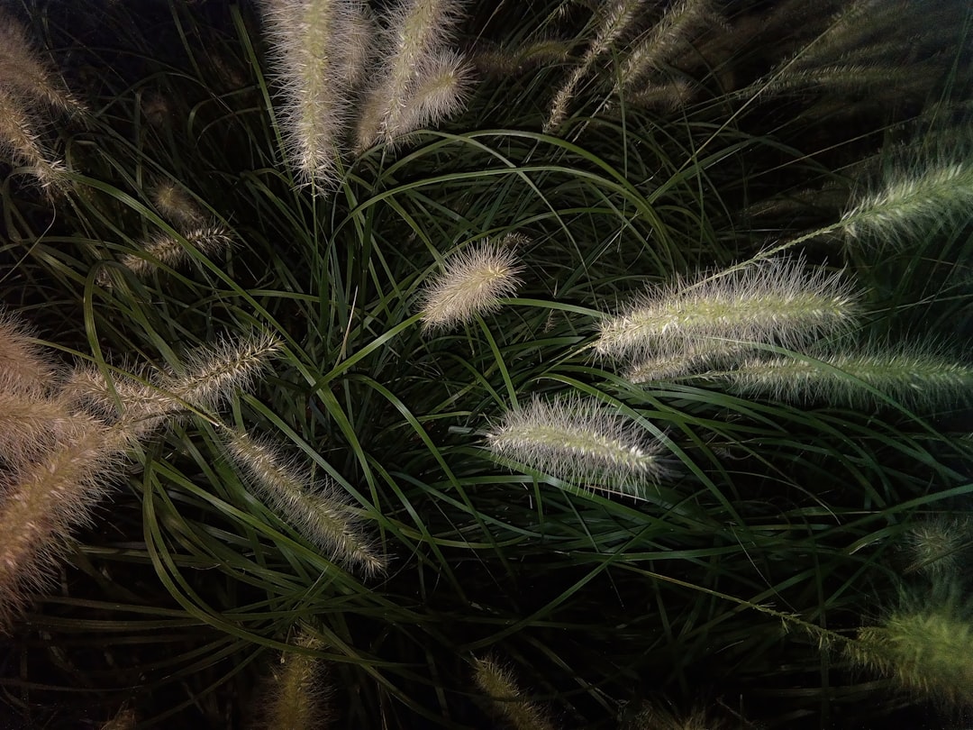 découvrez tout ce qu’il faut savoir sur les foxtails : origine, caractéristiques, conseils d’entretien et de décoration, pour sublimer vos espaces avec cette plante élégante.