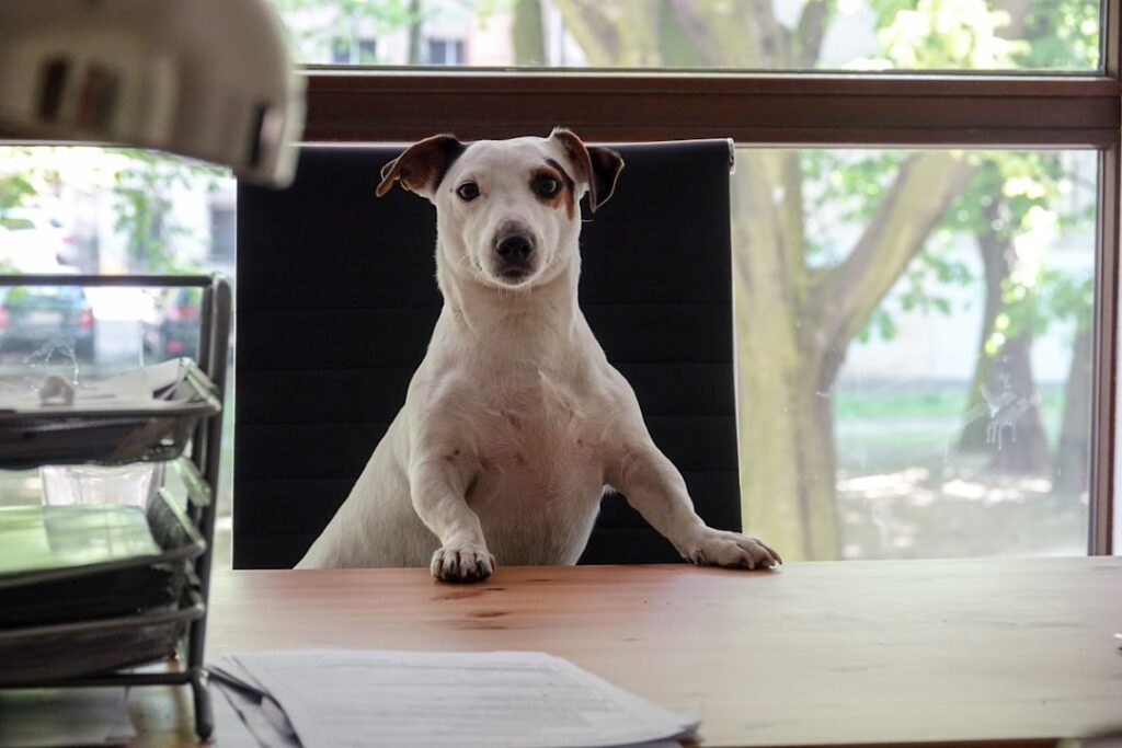 obtenez la meilleure assurance pour animaux de compagnie afin de protéger votre chien ou chat en cas de maladie, accident ou urgence vétérinaire. comparez les formules et faites le meilleur choix pour la santé de votre animal.