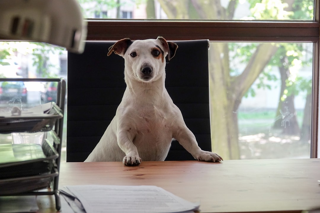 obtenez la meilleure assurance pour animaux de compagnie afin de protéger votre chien ou chat en cas de maladie, accident ou urgence vétérinaire. comparez les formules et faites le meilleur choix pour la santé de votre animal.