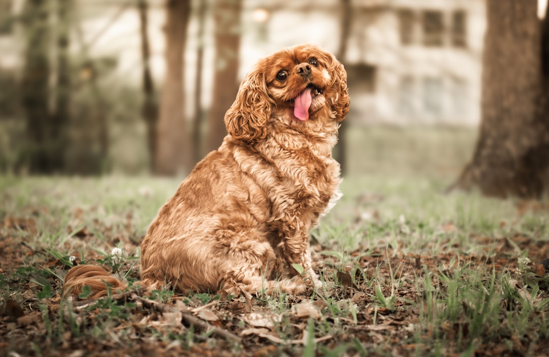 découvrez les causes, symptômes et traitements efficaces pour la diarrhée chez le chien. guide complet pour assurer la santé et le bien-être de votre animal.