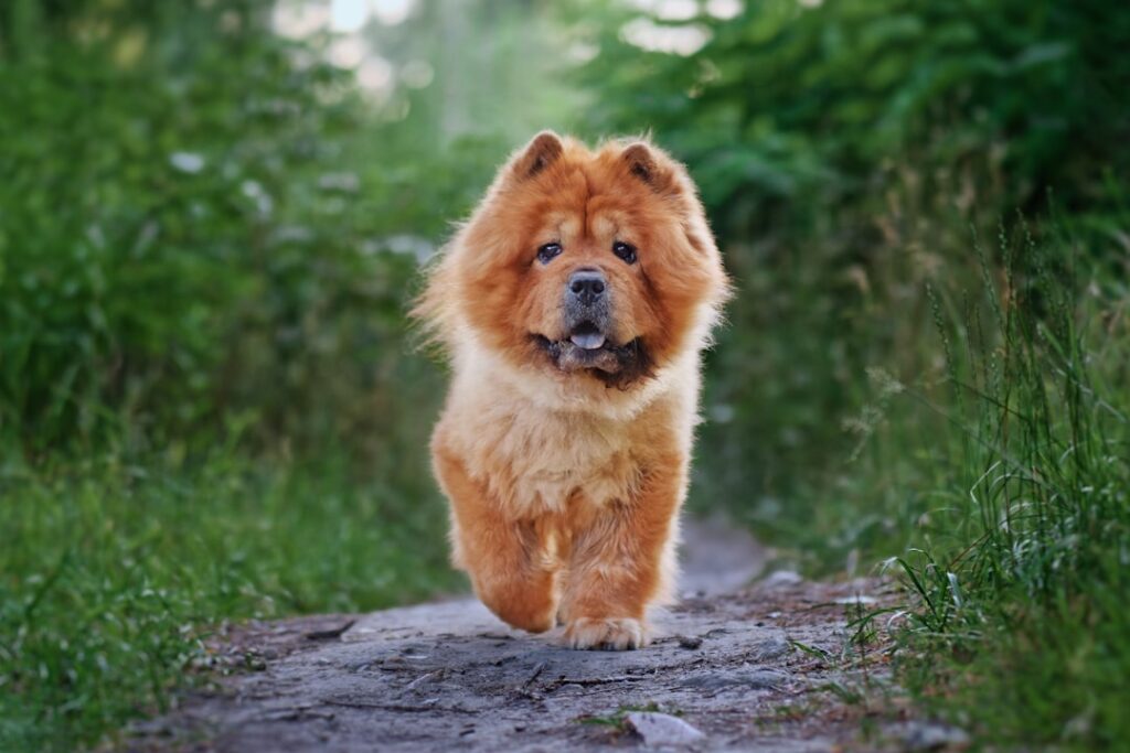 découvrez tout sur le chien chow-chow : caractère, histoire, conseils d'élevage et d'entretien pour cette race unique au pelage dense et à la langue bleue.