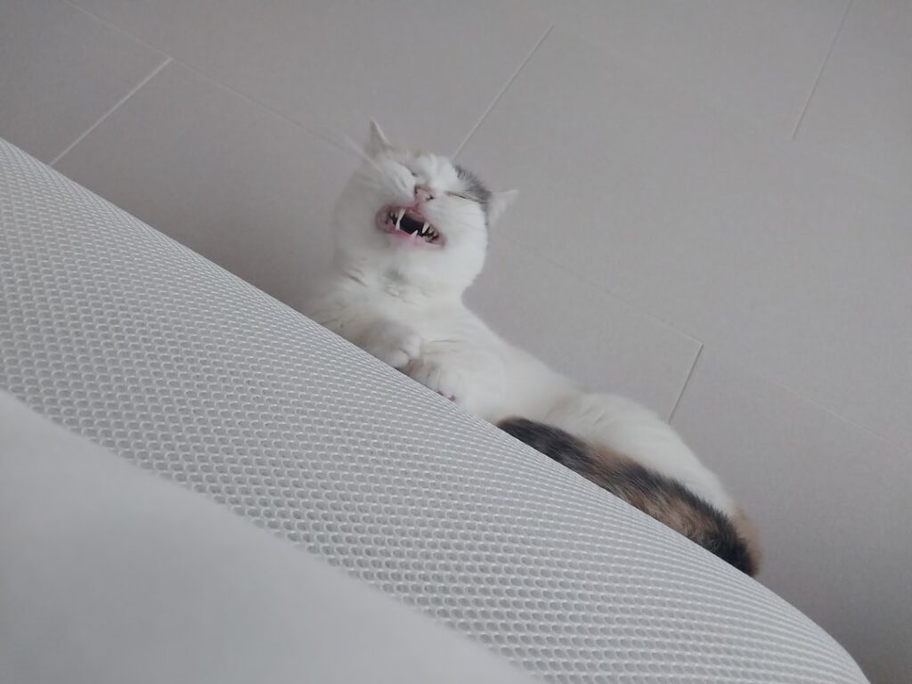 découvrez la licking mat, un tapis d’occupation pour chien et chat qui favorise la stimulation mentale et aide à réduire l’anxiété pendant les repas ou les moments de jeu. idéal pour ralentir la prise alimentaire et divertir votre animal au quotidien.