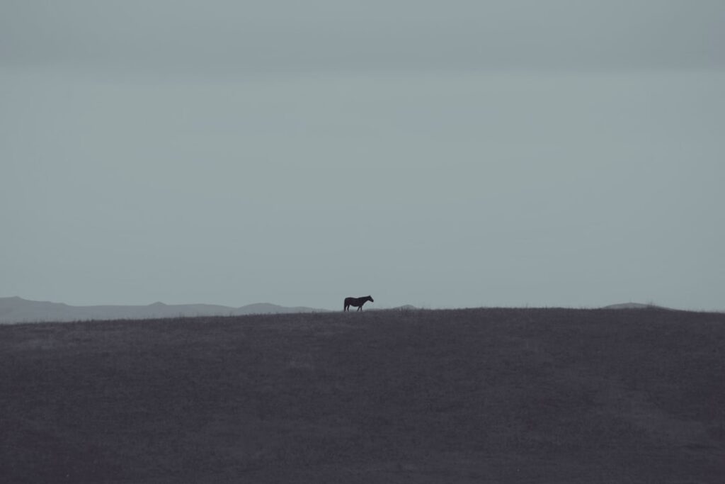 découvrez le saarlooswolfdog, un chien fascinant issu du croisement entre le loup et le berger allemand. apprenez-en plus sur son caractère, ses besoins et ses conseils d'éducation.