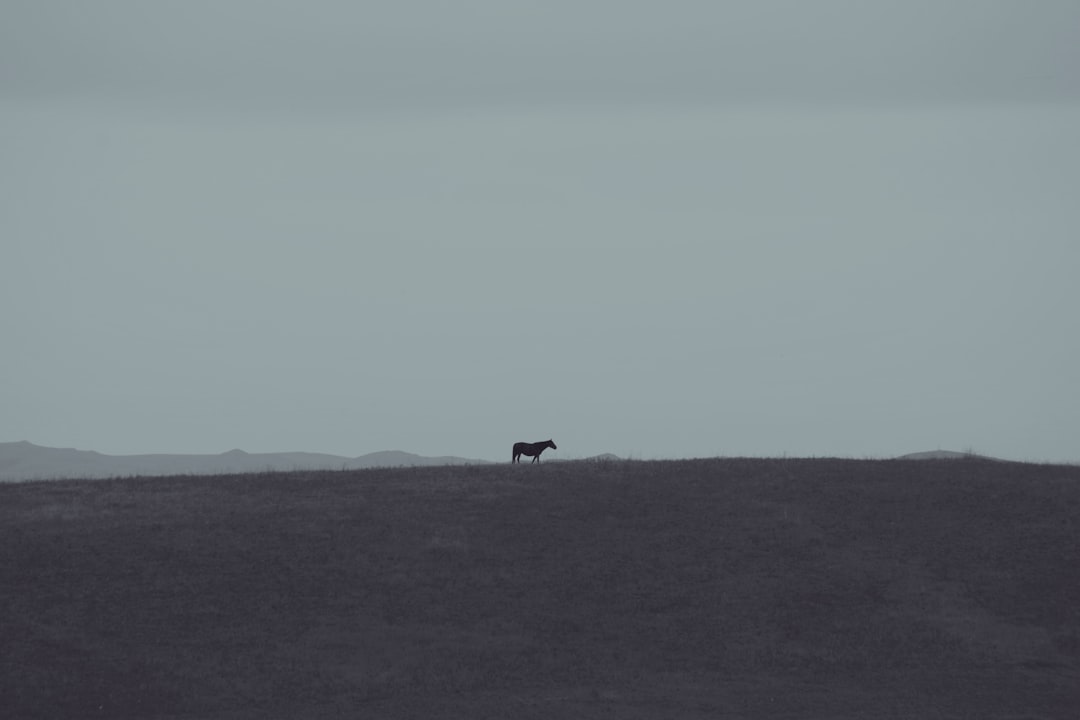 découvrez le saarlooswolfdog, un chien fascinant issu du croisement entre le loup et le berger allemand. apprenez-en plus sur son caractère, ses besoins et ses conseils d'éducation.
