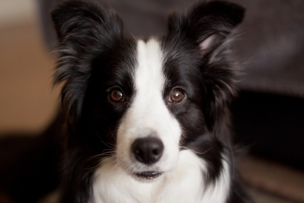 découvrez tout sur le border collie, un chien intelligent, énergique et fidèle, idéal pour les familles actives. informations sur son caractère, son éducation et ses besoins.