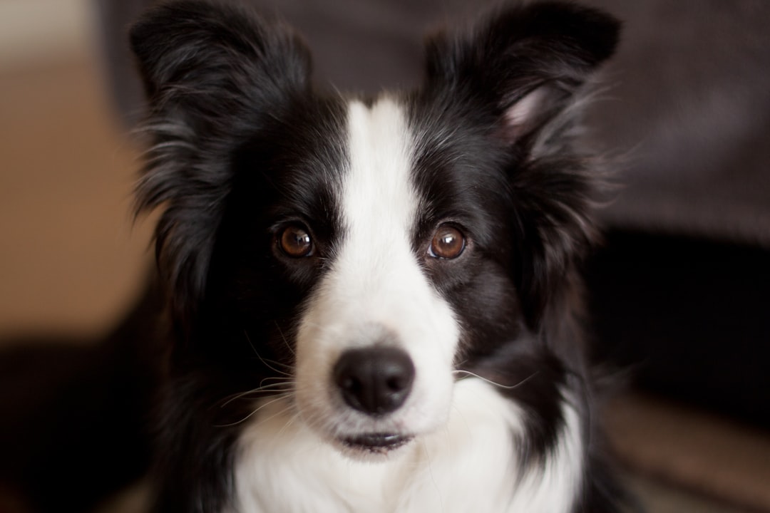 découvrez tout sur le border collie, un chien intelligent, énergique et fidèle, idéal pour les familles actives. informations sur son caractère, son éducation et ses besoins.
