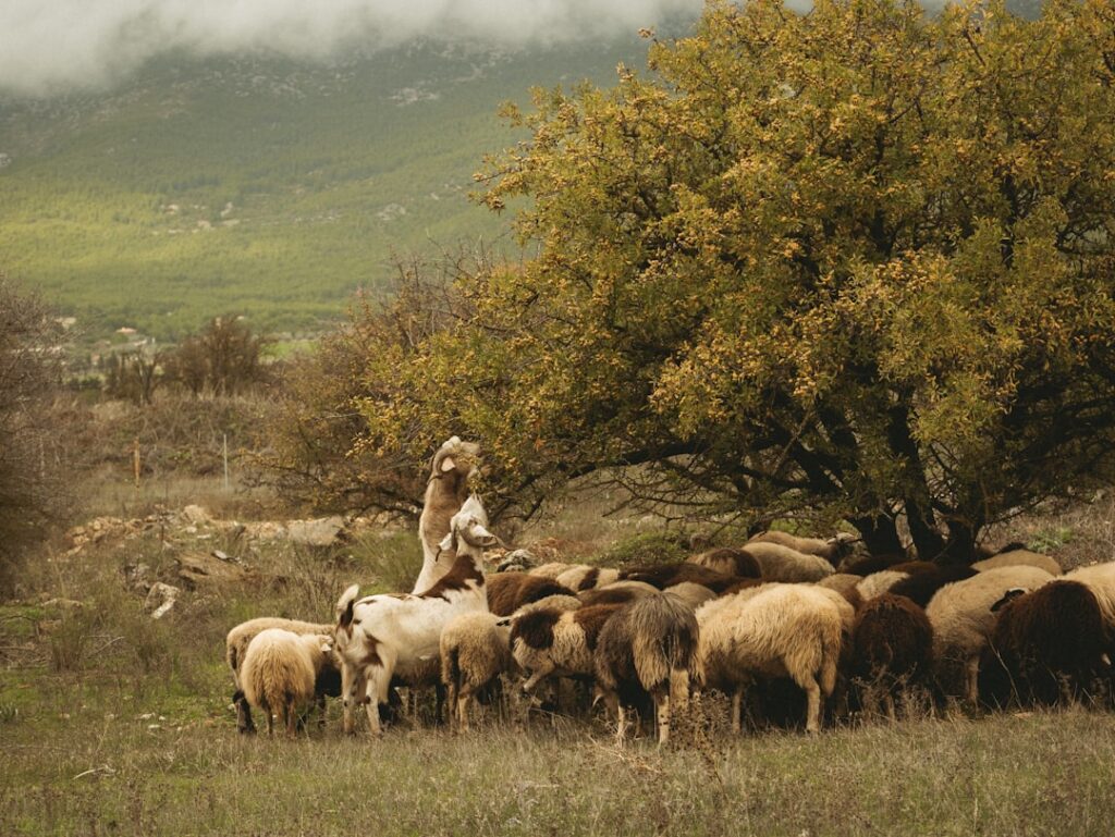 découvrez le chien de berger caucasien, une race puissante et protectrice, idéale pour la garde et la compagnie fidèle.