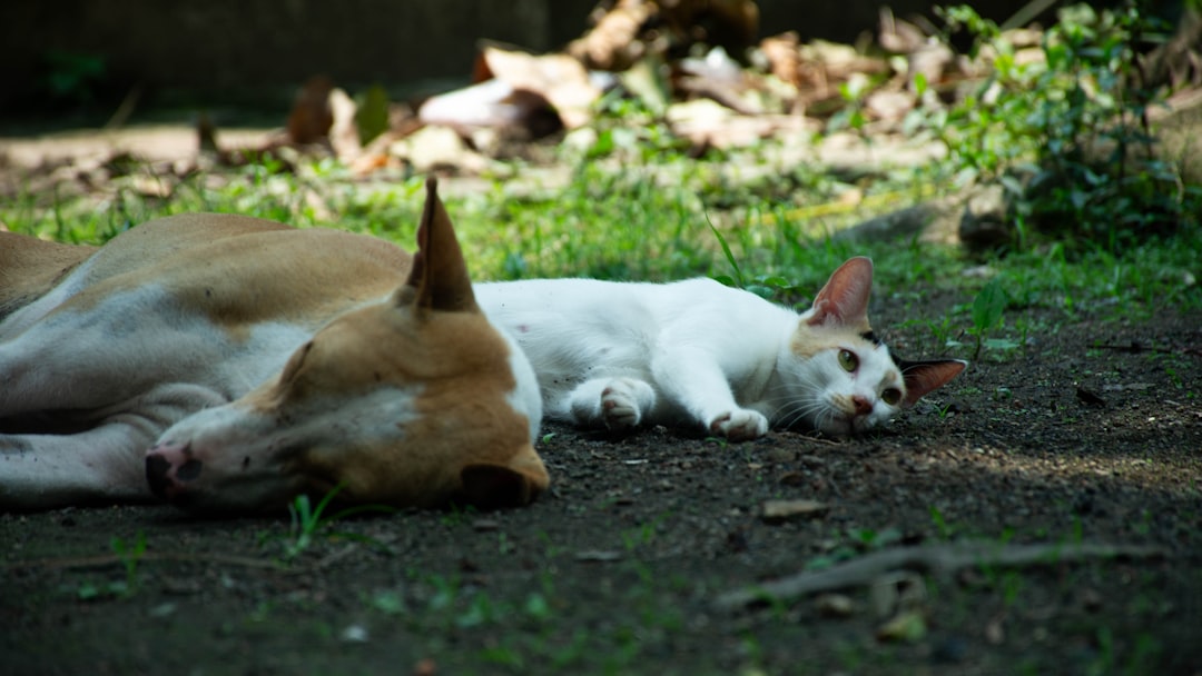 découvrez des conseils pratiques pour favoriser la coexistence harmonieuse entre chiens et chats dans votre maison.