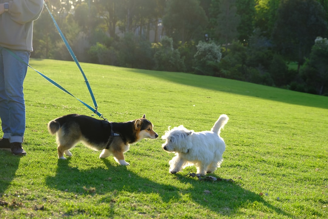 découvrez notre laisse fine pour chien, alliant légèreté et résistance pour des promenades confortables et sécurisées avec votre compagnon à quatre pattes.